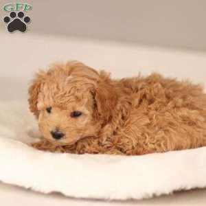 Noah, Maltipoo Puppy